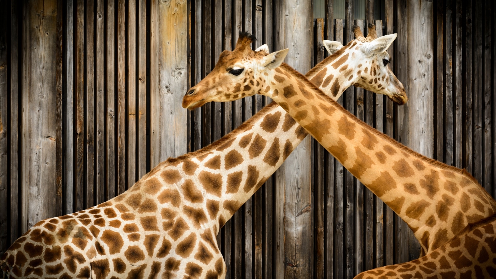 giraffes in zoo