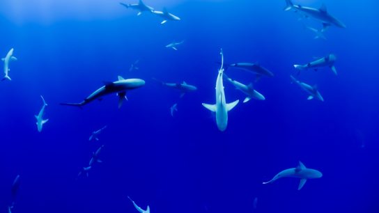 Can Sanctuaries Save Sharks From Extinction?