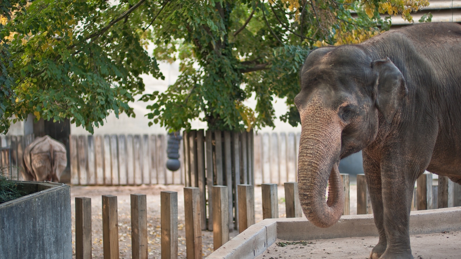 elephant in zoo