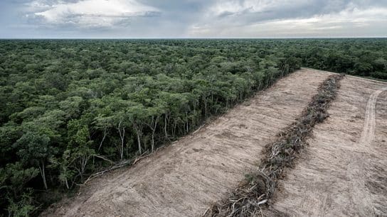 Judge Orders Three-Month Suspension of Deforestation in Argentina’s Chaco Province