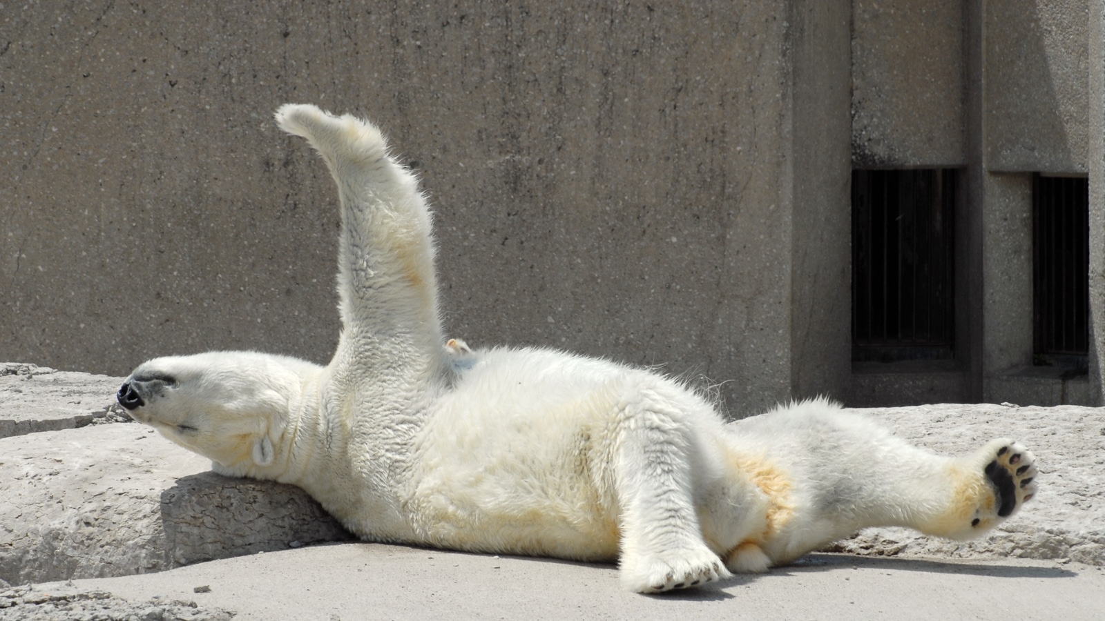 polar bears in zoo