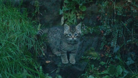 Critically Endangered Wildcat Kittens Born at Edinburgh Zoo