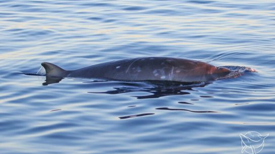 Scientists Discover New Whale Species in Mexico