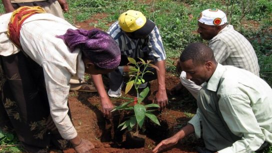 ‘Great Green Wall’ in Africa Just 4% Complete, Halfway Through Schedule- Report