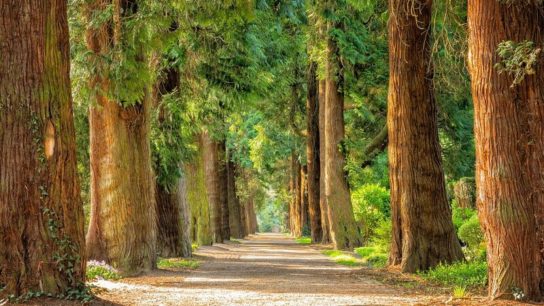 Centuries-Old Trees May Be at Risk of Dying from Climate Change- Study