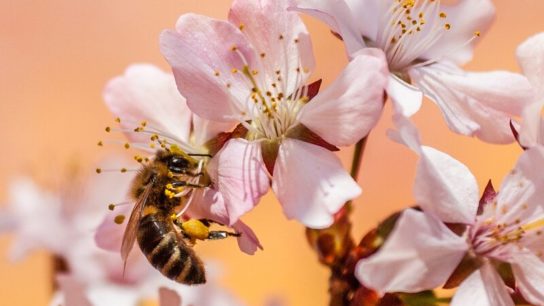 Scientists Have Created the First Map of Global Bee Distribution