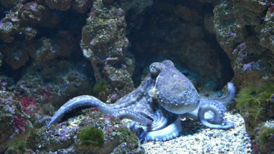 10 Interesting Facts About the Octopus