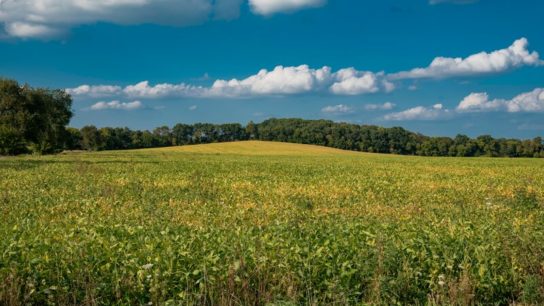 Rewilding Farmland Could Slow Rate of Extinctions, Fight the Climate Crisis