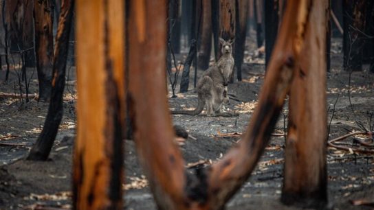 How Not to Introduce a Carbon Tax: The Australia Example