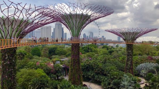 Singapore Plans to Plant A Million Trees by 2030