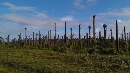 Too Hot To Live: Climate Change in Mexico