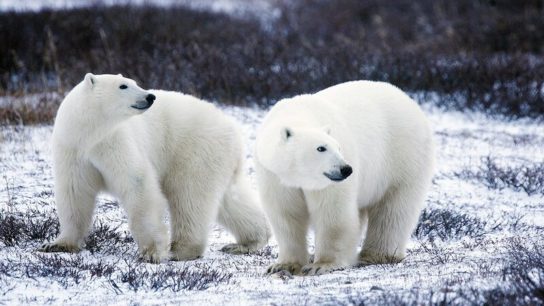 The Trump Administration Moves to Sell Oil Rights in Arctic Refuge