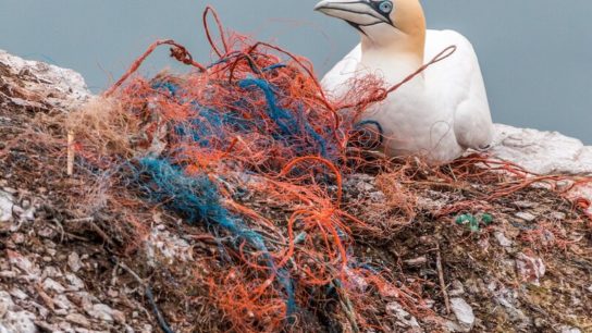 Scientists Have Developed a Biodegradable Plastic That Can Be Composted at Home