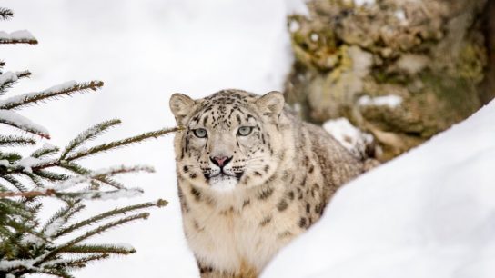 10 Facts About Snow Leopards