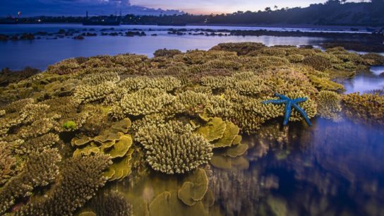 What is The Coral Triangle?