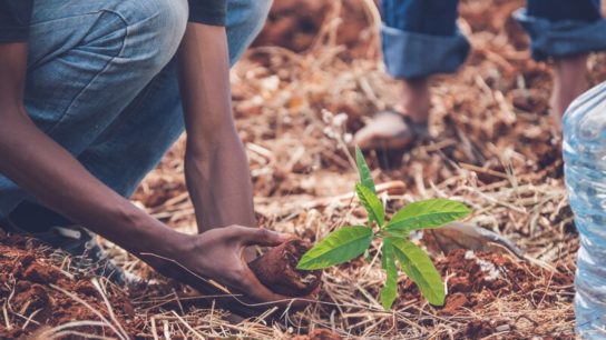 We Need To Reexamine the Role of Forests as ‘Allies Against Poverty’