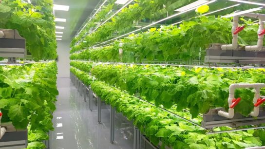 How Vertical Farming Can Benefit Our Environment