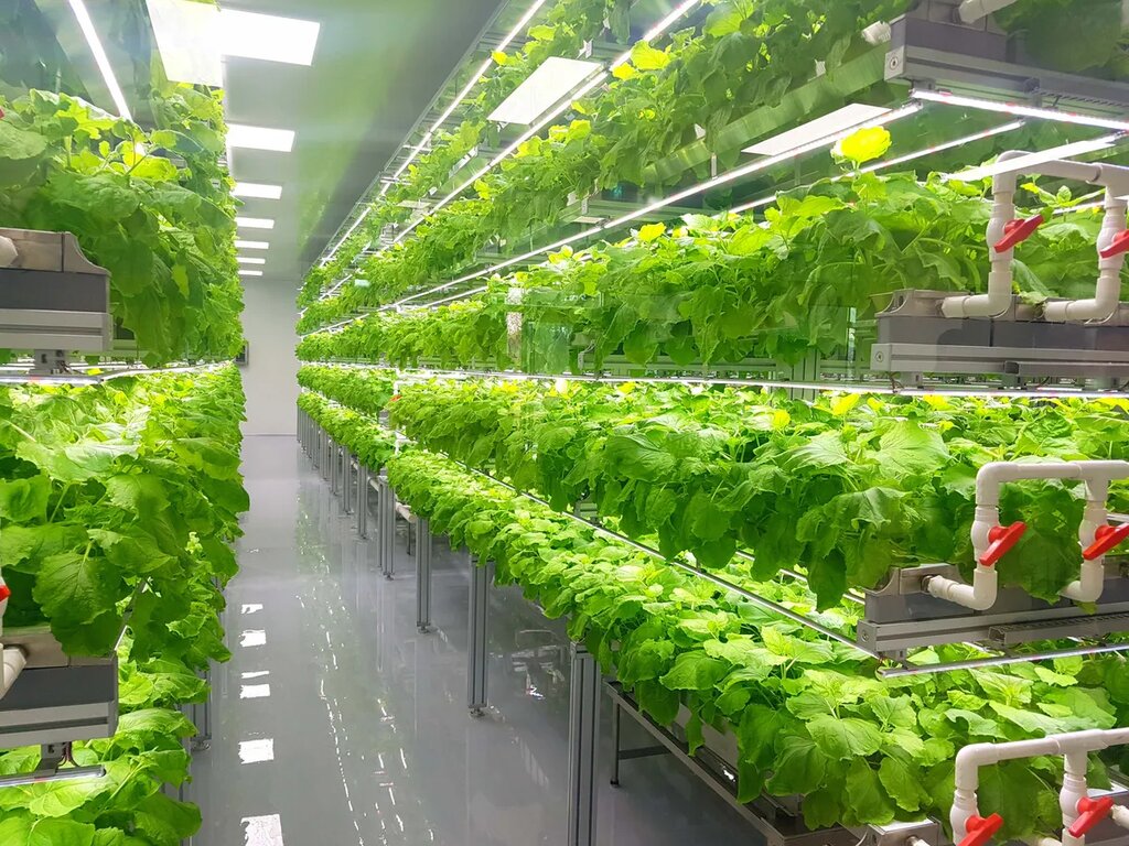 How Vertical Farming Can Benefit Our Environment