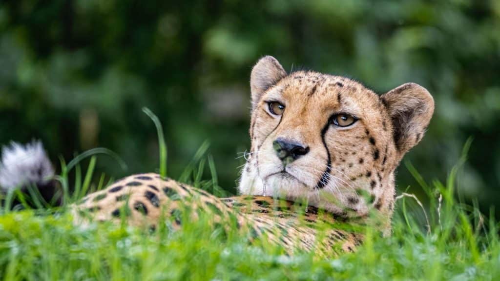 Cheetah. Photo: Pexels