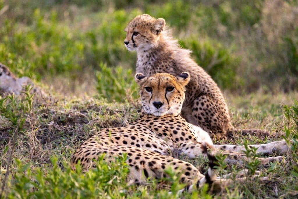 Cheetah. Photo: Pexels