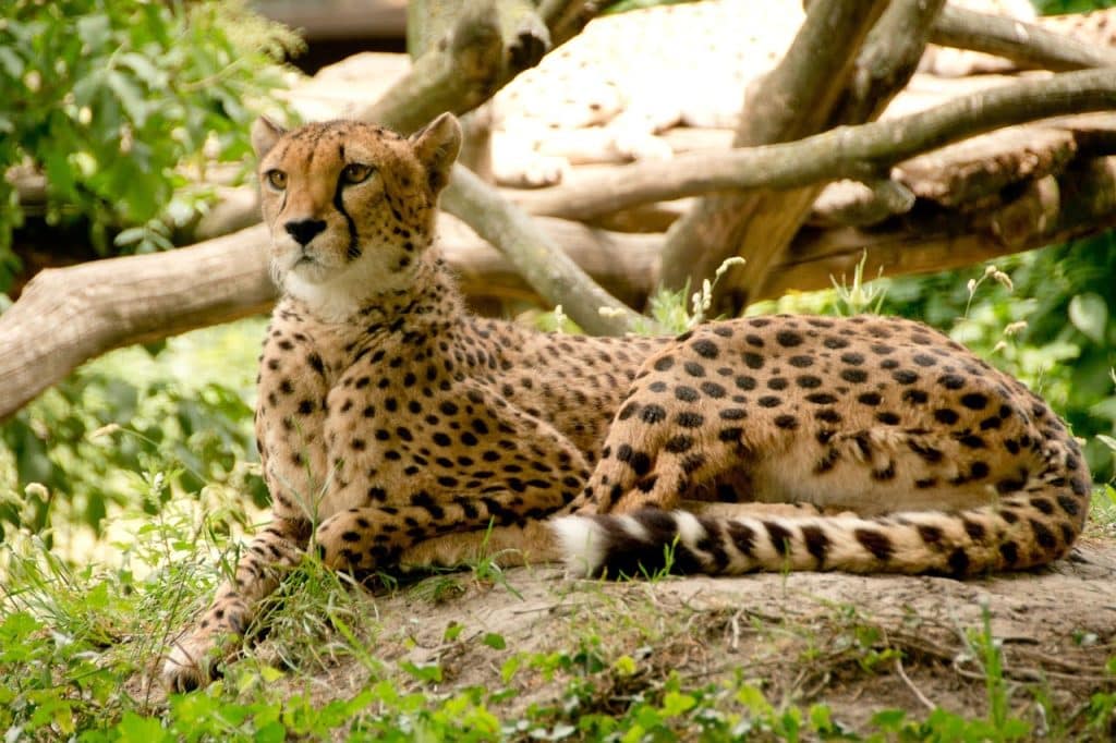 International Cheetah Day 2024: Unveiling the Story of the World’s Fastest Predator