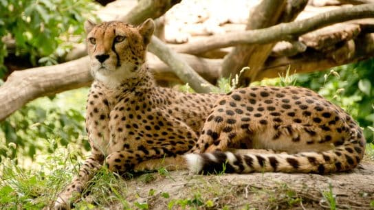 International Cheetah Day 2024: Unveiling the Story of the World’s Fastest Predator