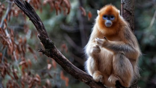 10 of the Most Endangered Species in China