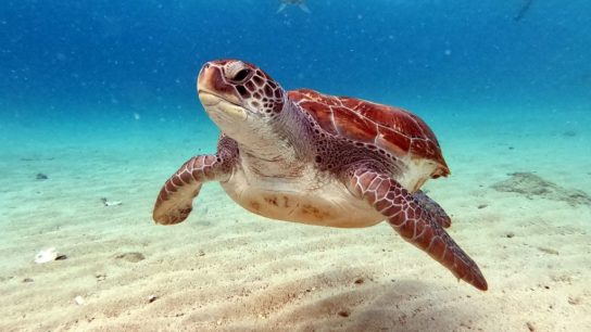 8 Interesting Facts About Sea Turtles