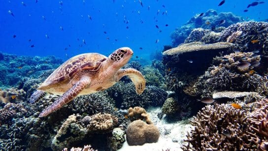 World Sea Turtle Day 2024: Safeguarding Our Ancient Mariners 