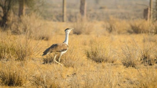 How a Bird Sparked a Conversation On Climate Rights in India