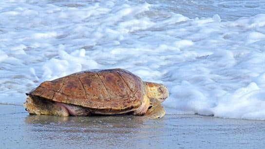 Shortage of Male Sea Turtles in Florida as Temperatures Reach Record High