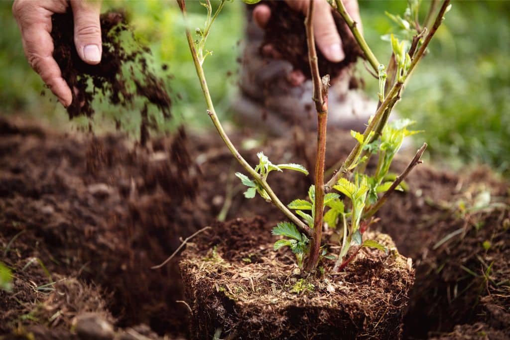 rewild your garden; gardening