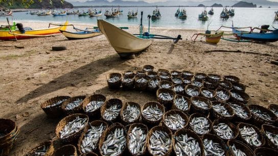 The Future of Sustainable Fishing: More Oversight and Lower Yields