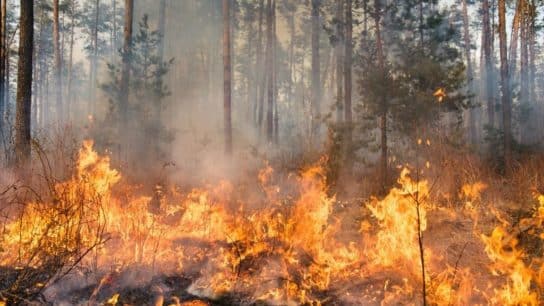 Top 13 Largest Wildfires in History