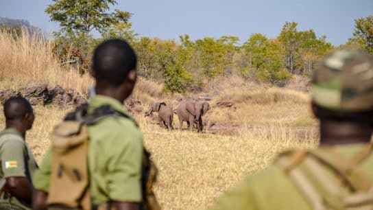 How Does Wildlife Crime Threaten Global Ecosystems and Biodiversity?