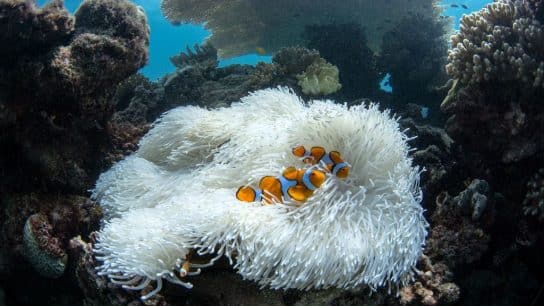 Just 2.8% of the World’s Ocean Is ‘Effectively’ Protected Despite 2030 Conservation Target, Report Warns Ahead of UN Biodiversity Conference