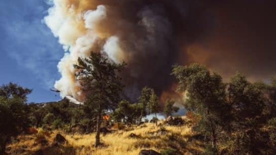 Fire in Yosemite Imperils Hundreds of Iconic Sequoia Trees