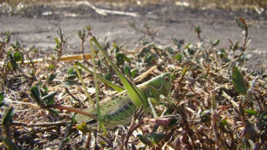 Worst Locust Invasion in 30 Years Destroys Crops in Southern Italy