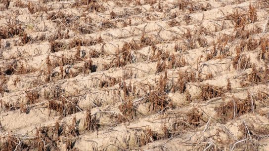 Drought Conditions Affecting All US States Except Alaska and Kentucky, Greatest Number on Record