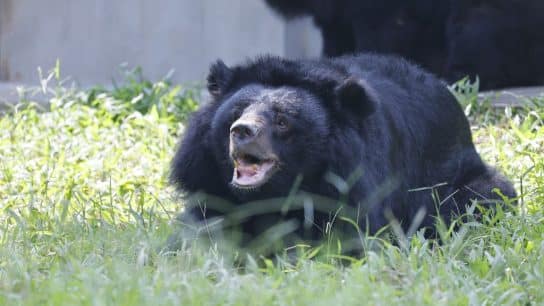 Dame Joanna Lumley Joins Animals Asia to Spotlight the Plight of the Endangered Moon Bear