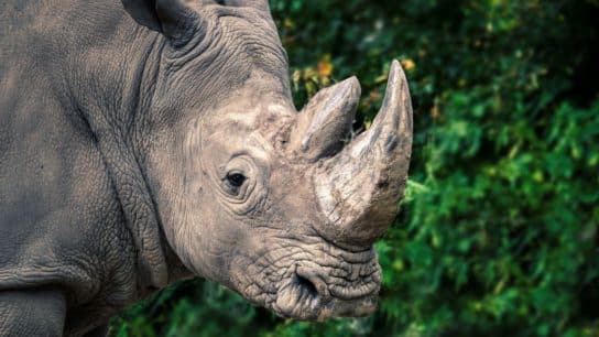 Rhino in Peril: A Tale of Survival and Hope