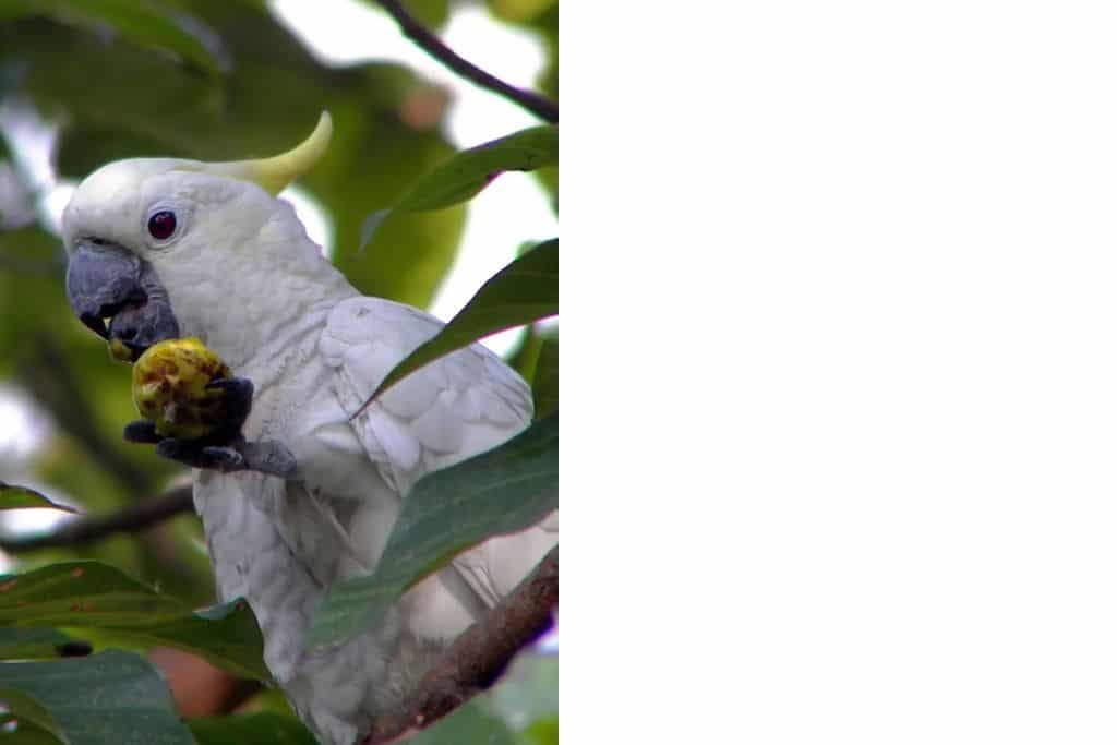 The yellow-crested cockatoo’s zygodactyl feet, muscular tongue and strong, curved beak allow the species to manipulate its food with relative ease