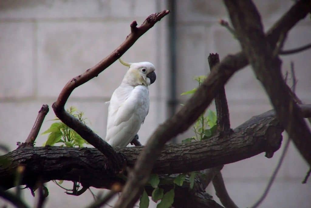 A yellow-crested cockatoo perched on a tree in the highly urbanised city of Hong Kong