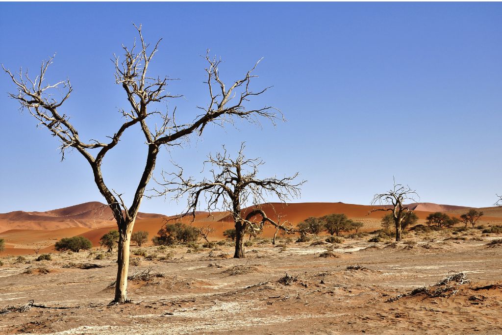 Desertification: Causes, Effects, And Solutions