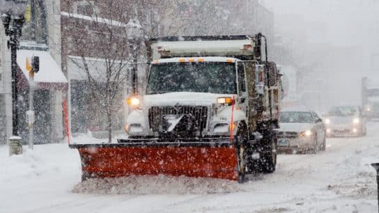 Animals and Ecosystems in Danger As ‘Once In A Generation’ Arctic Blast Sweeps Across the US