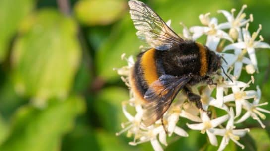 UK Wildlife ‘Devastated’ by 2022 Weather Extremes, National Trust Says