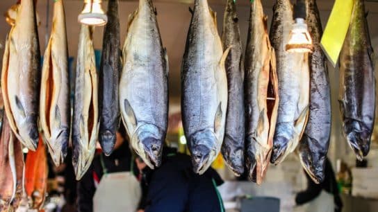 What You Need to Know About Overfishing