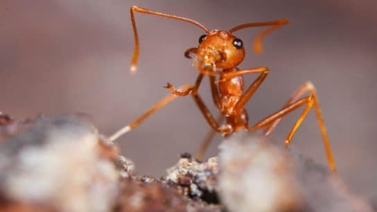 Red Fire Ants, Among World’s Costliest Invasive Species, Could Quickly Spread Through Europe, Researchers Warn After Finding Colonies in Southern Italy