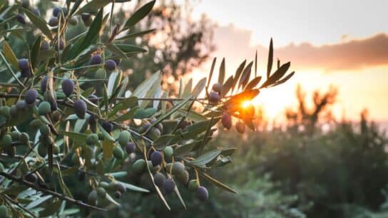 Spain Braces for First Heatwave of 2023 as Drought Pushes Olive Oil Prices to Record Levels