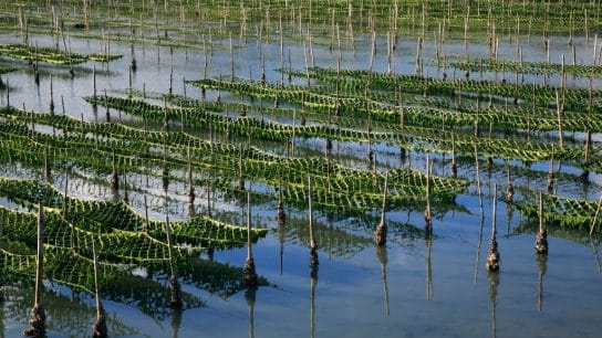 Educating Hong Kong Students on Climate Change Through Seaweed Farming: An Interview with The Harbour School